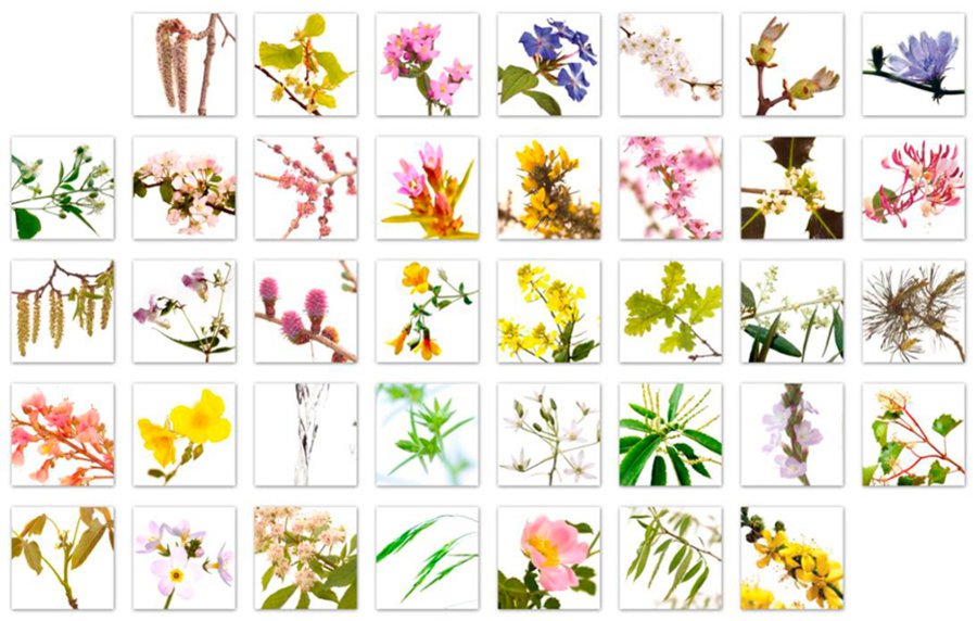 Conheça as 38 essências florais de bach e suas aplicações para as enfermidades humanas